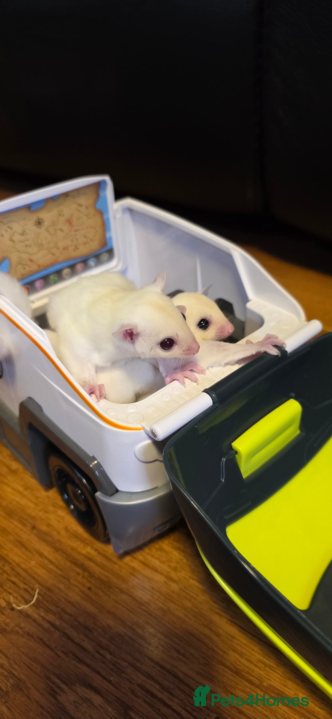 Sugar Glider rodents for sale: SOLD Rare male ruby leu sugar glider - Image 5