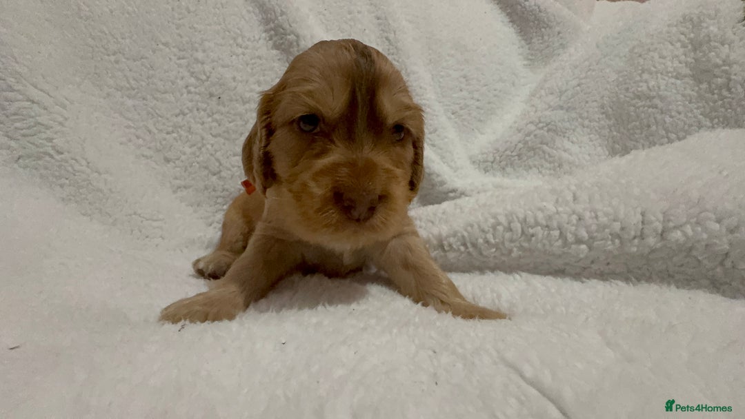 Cocker Spaniel dogs for sale: Show cocker spaniel pups ready 4th November  - Image 2
