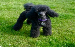 Miniature Poodle dogs for stud: KC reg fully health tested for stud BVA eye exam in Market Rasen - Image 9