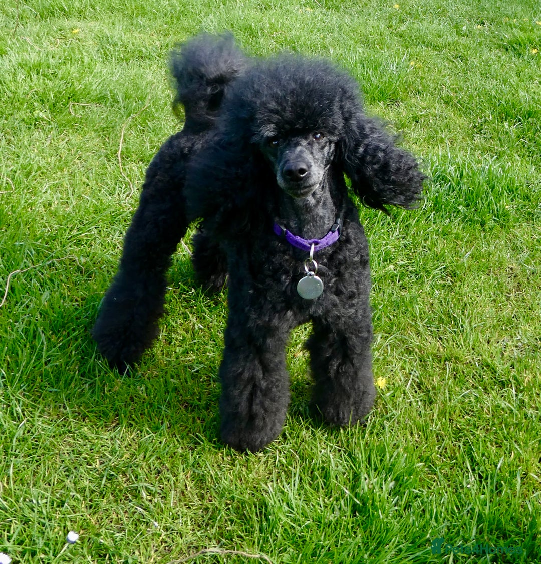 Miniature Poodle dogs for stud: KC reg fully health tested for stud BVA eye exam in Market Rasen - Image 9
