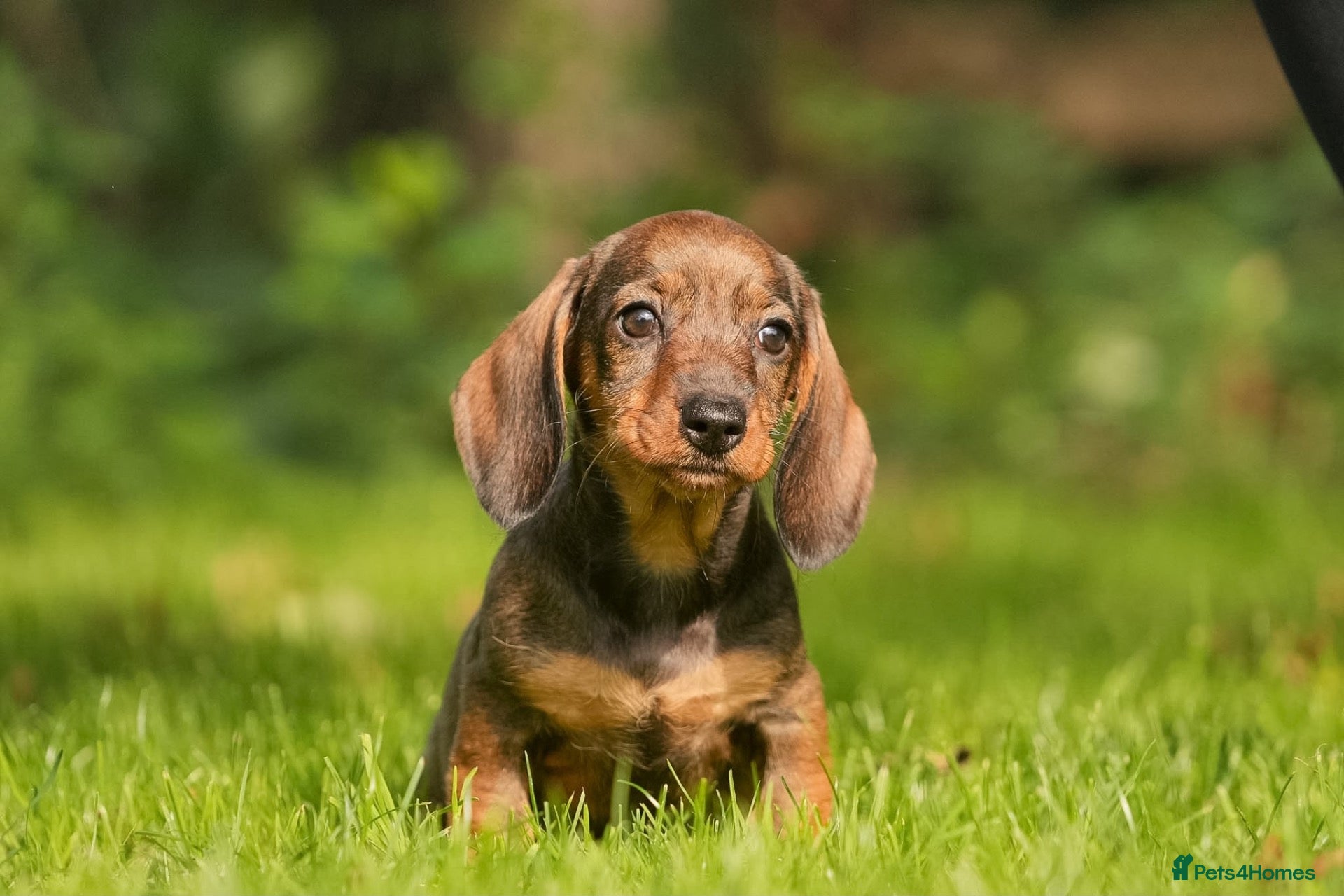 Dachshund dogs READY NOW Wire Haired Dachshunds Teckles  - Advert 1