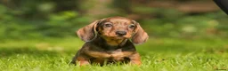 Dachshund dogs for sale: READY NOW Wire Haired Dachshunds Teckles  - Advert 1