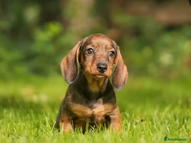 Dachshund dogs for sale: Last Female Wire Haired Dachshund Teckles - Advert 1