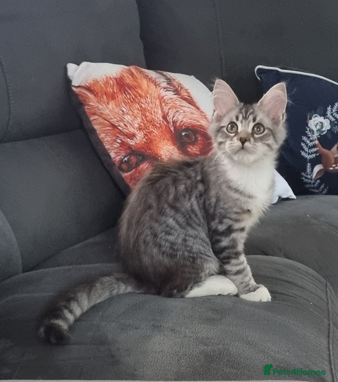 Maine Coon cats for sale: GCCF Pedigree Maine Coon Kittens for sale  - Image 4