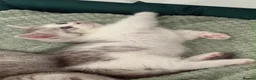Munchkin cats for sale: ✨ **A tiny hug in a mug** ✨ - Advert 13