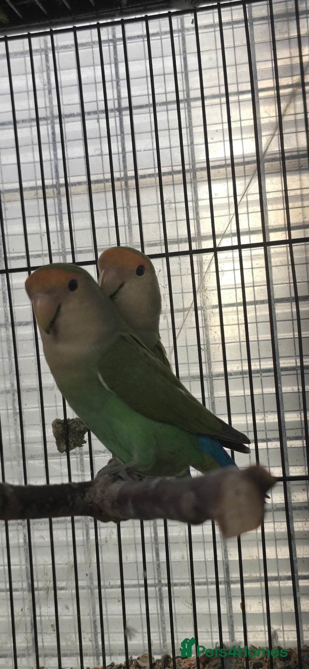 Lovebirds birds for sale: Love bird and breeding pairs of Budgies  - Advert 12