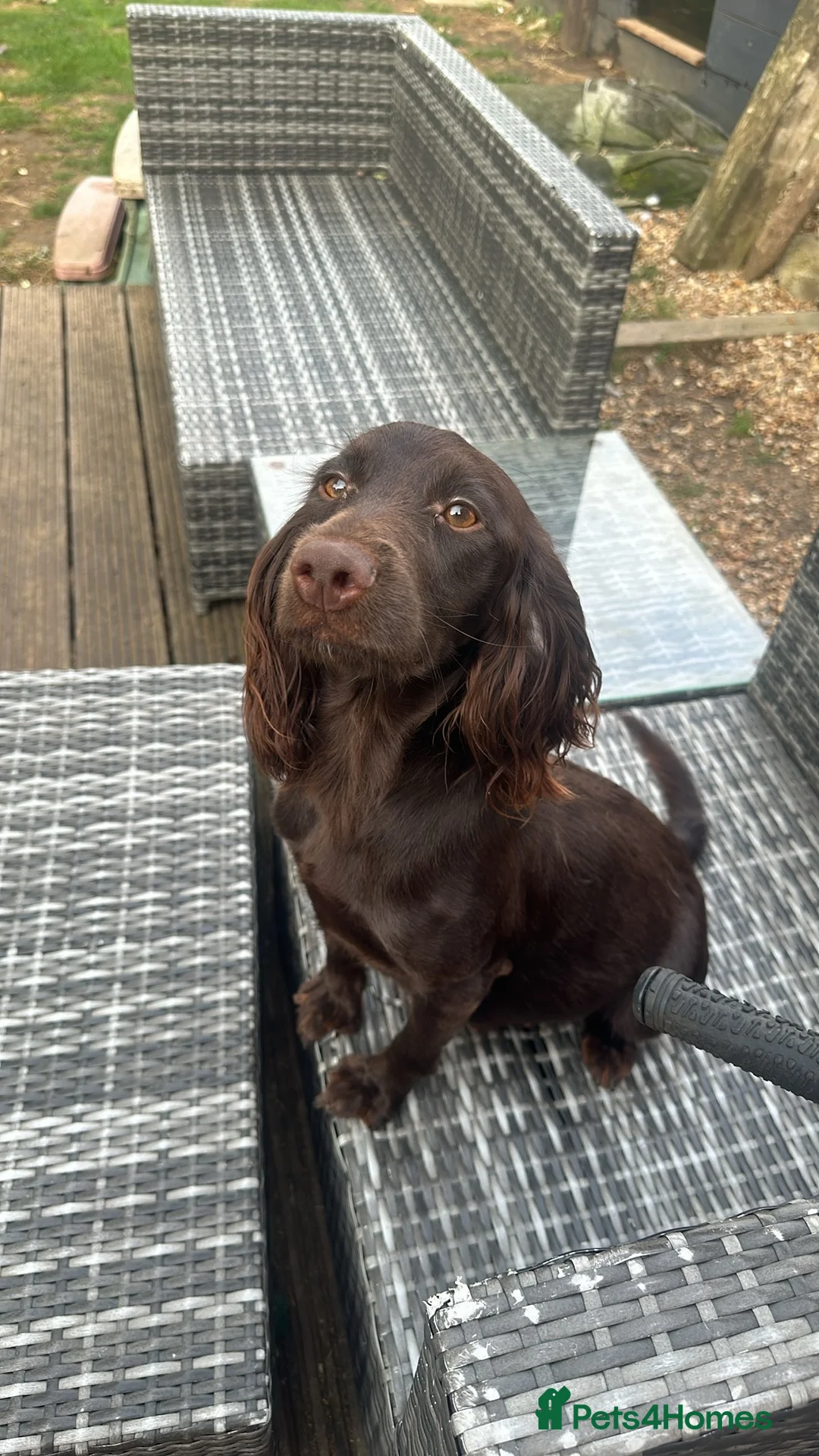 Sprocker dogs for sale: Special Little Boy Looking for His Forever Home 🐾 in Wisbech - Advert 2