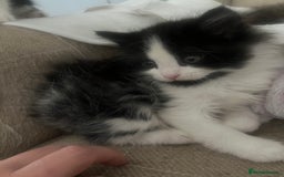 Mixed Breed cats for sale: Kittens  - Image 2
