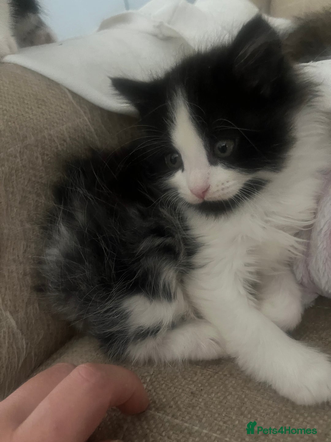 Mixed Breed cats for sale: Kittens  - Image 2