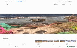 Corn Snake reptiles for sale: Corn snake and set up - Advert 3