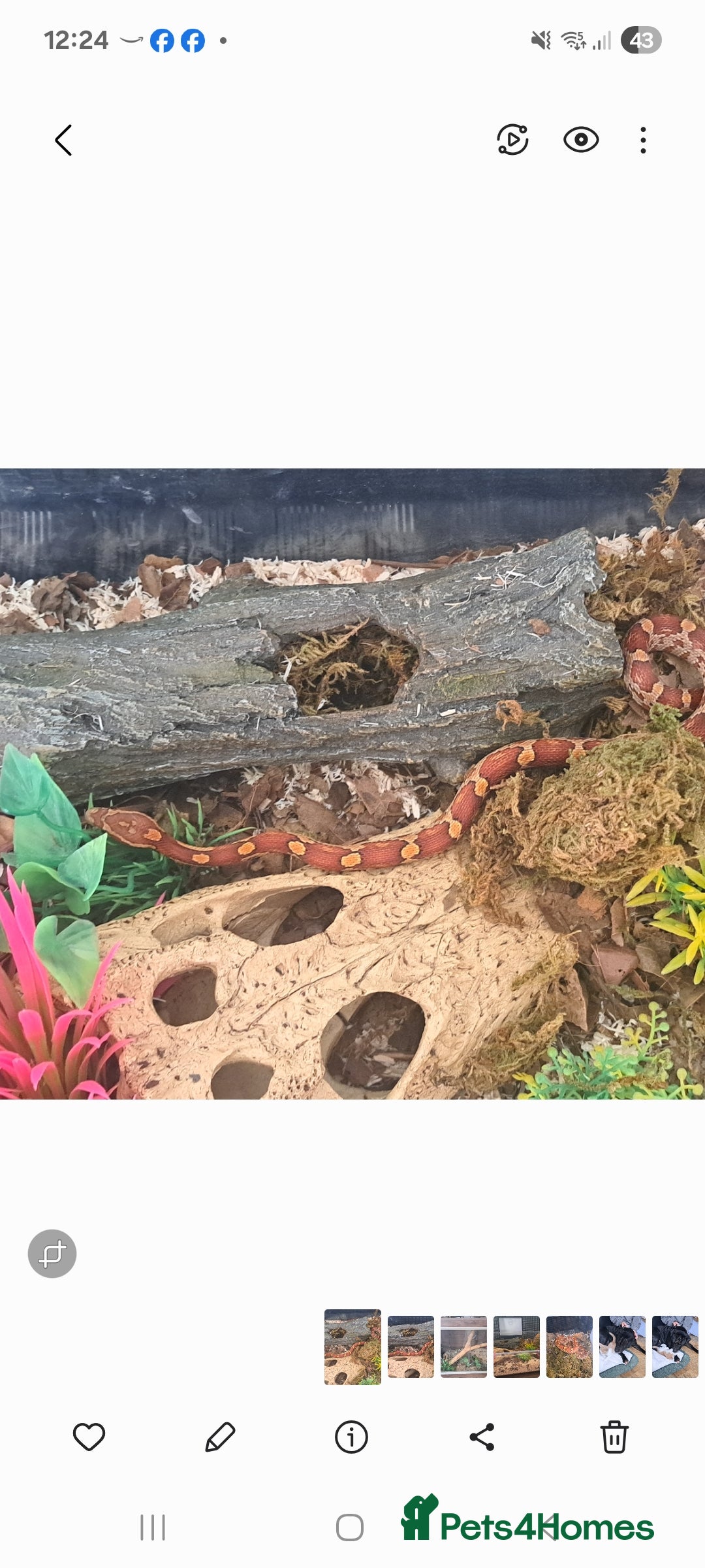 Corn Snake reptiles for sale: Corn snake and set up - Advert 3