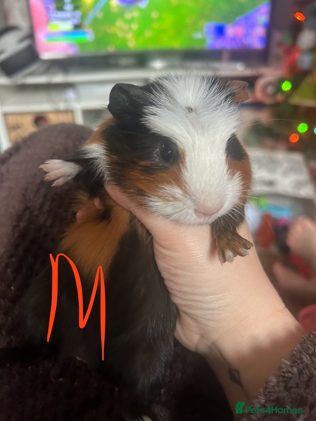 Guinea Pig rodents for sale: Litter of Guinea Pigs  - Advert 2