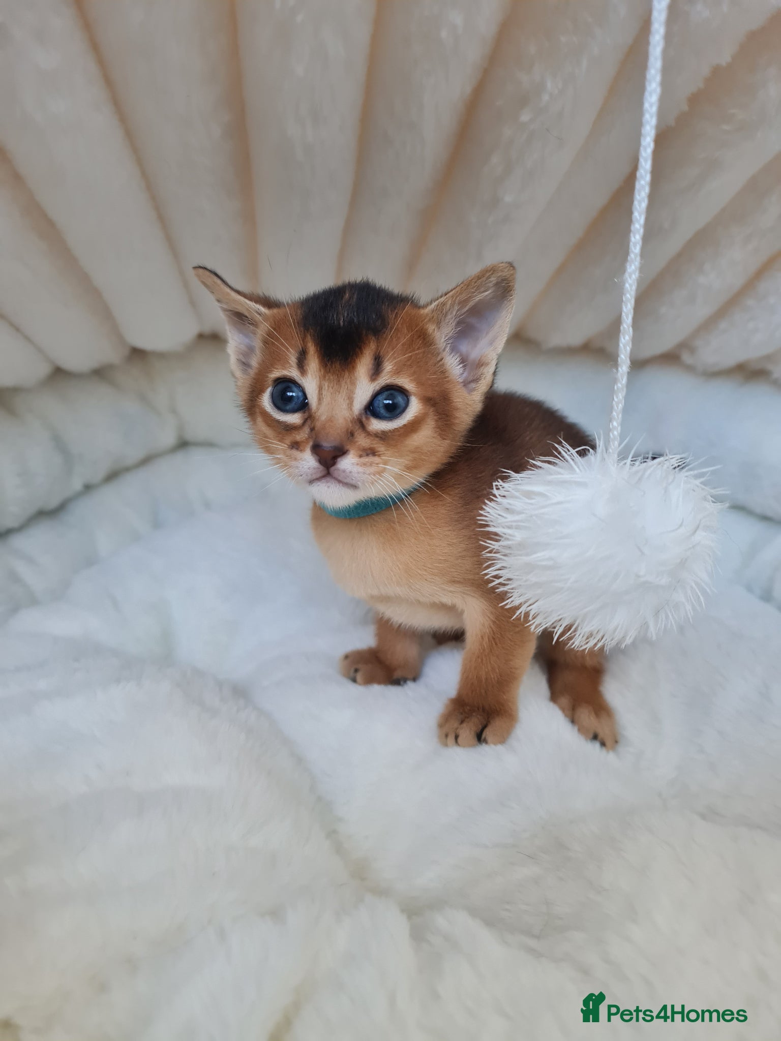 Abyssinian cats champion line Abyssinian kittens🎖🏆🏅 - Advert 12