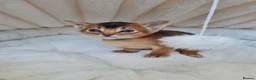 Abyssinian cats for sale: LAST TWO BOYS,champion line Abyssinian kittens🎖 - Advert 8