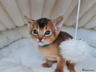 Abyssinian cats champion line Abyssinian kittens🎖🏆🏅 - Advert 12