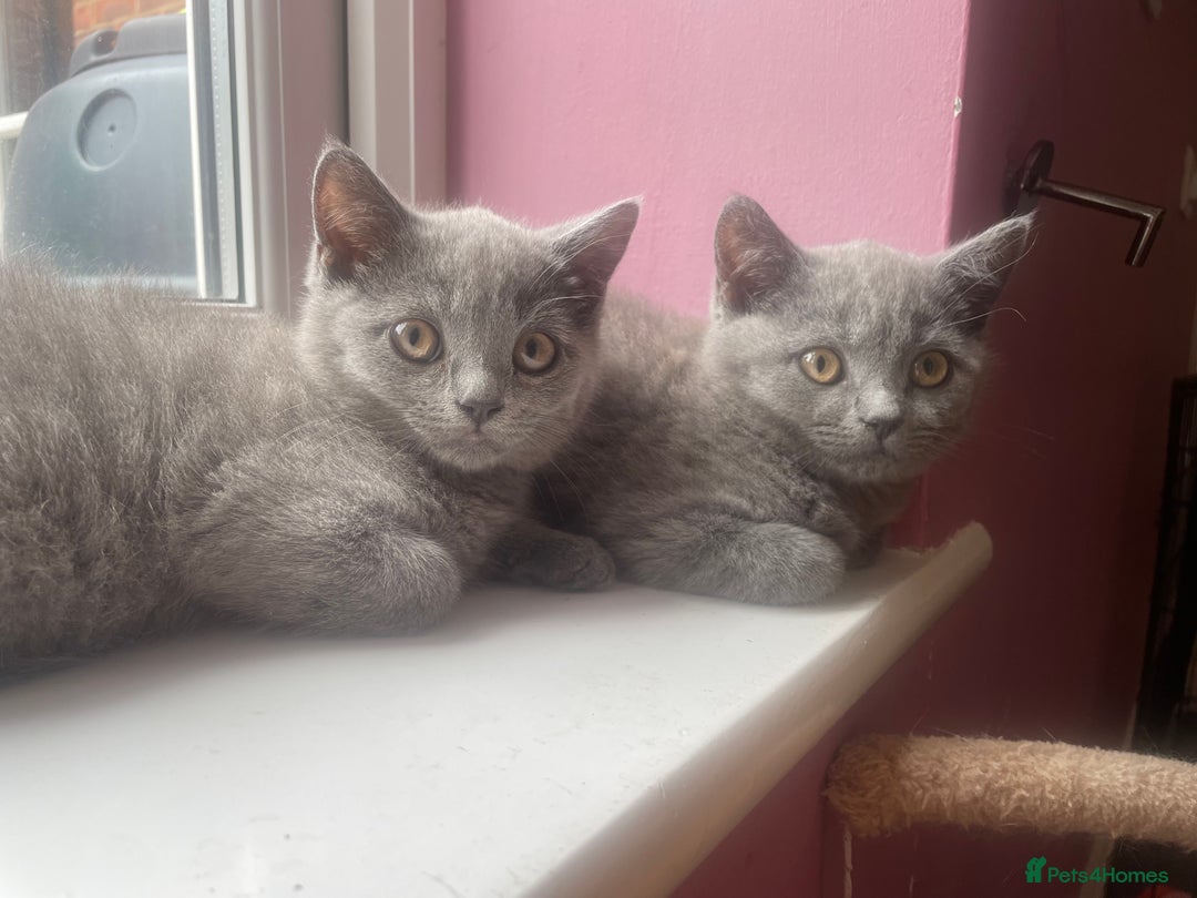 British Shorthair cats for sale: British shorthair kittens  - Image 14