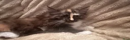 Maine Coon cats for sale: Tica Registered  Maine Coon Girl - Advert 7