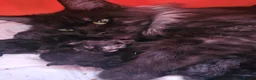Maine Coon cats for sale: Black smoke Maine Coon - Advert 2