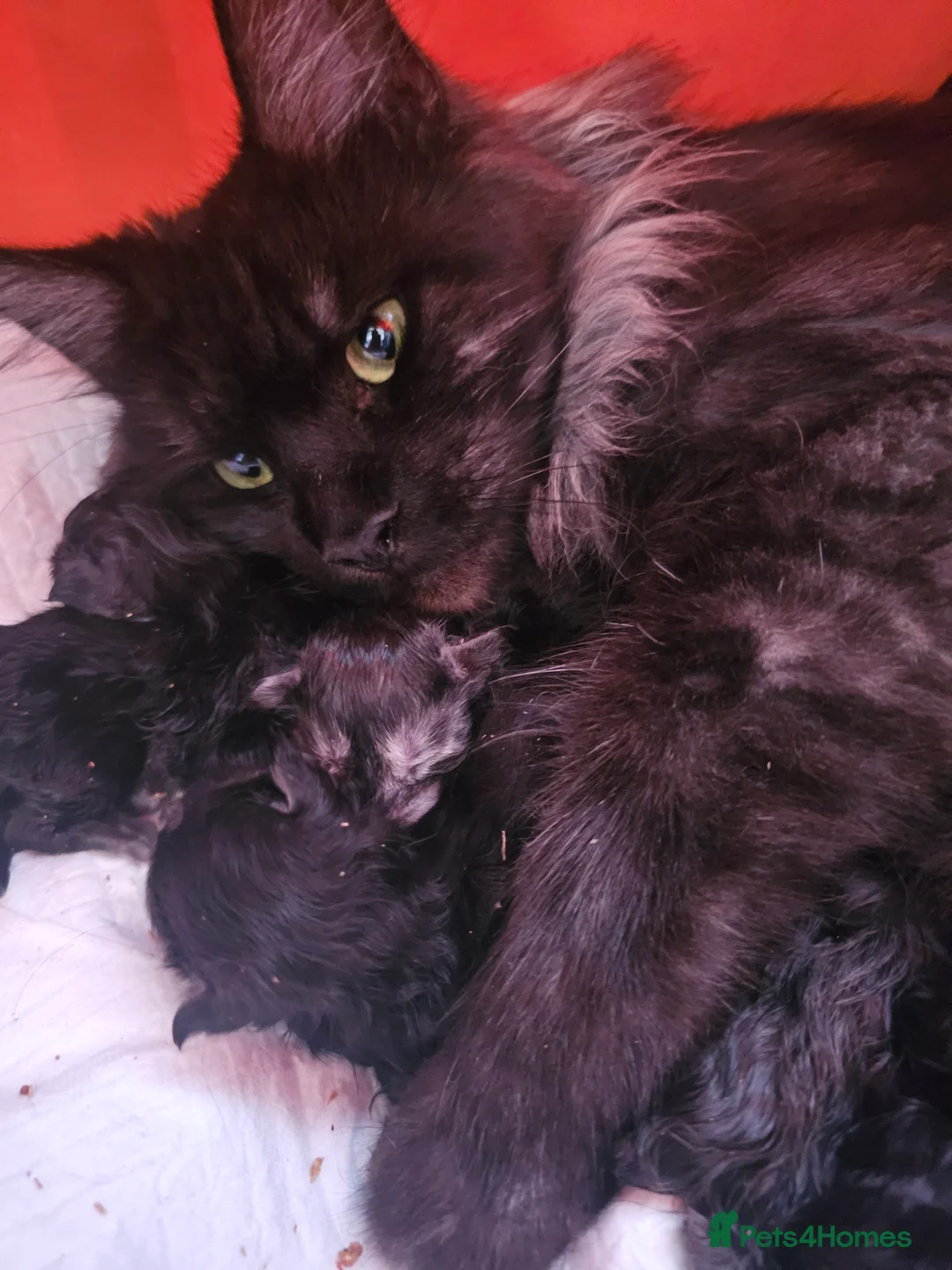 Maine Coon cats for sale: Black smoke Maine Coon - Advert 2