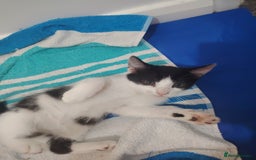 Mixed Breed cats for sale: Adorable Kittens  - Image 1