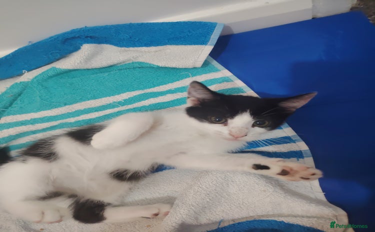 Mixed Breed cats - Advert 16