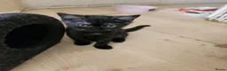 British Shorthair cats for sale: Brithish shorthair kittens  - Advert 14