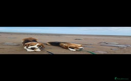 Beagle dogs for sale: Really cute beagle puppies !🐶🐶❤️ - Image 4