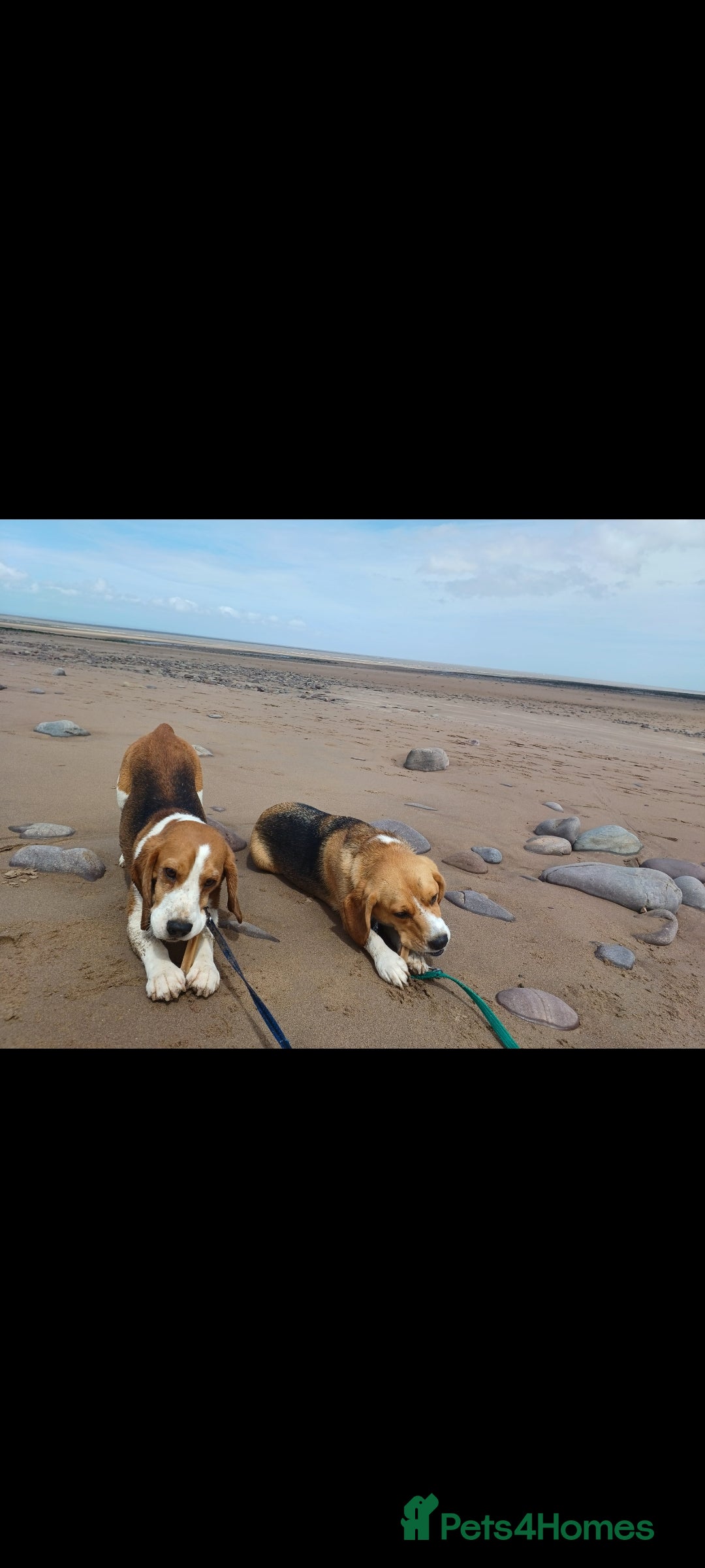 Beagle dogs for sale: Really cute beagle puppies !🐶🐶❤️ - Image 4