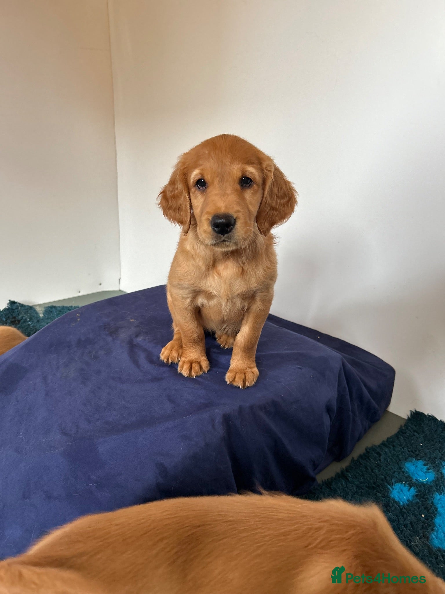Golden Retriever dogs  Beautiful red golden retrievers 2 girls  2 boys - Advert 1