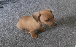 Mixed Breed dogs for sale: jack russell x daschound puppies  - Image 7