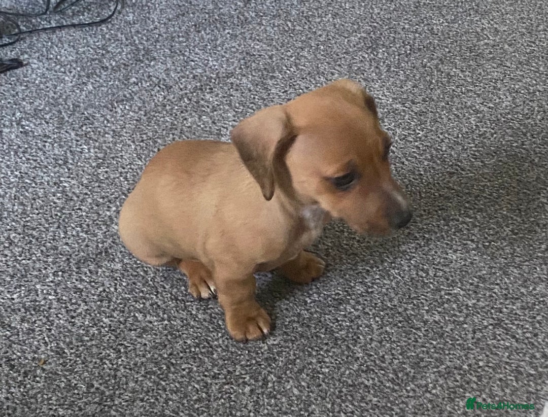 Mixed Breed dogs for sale: jack russell x daschound puppies  - Image 7
