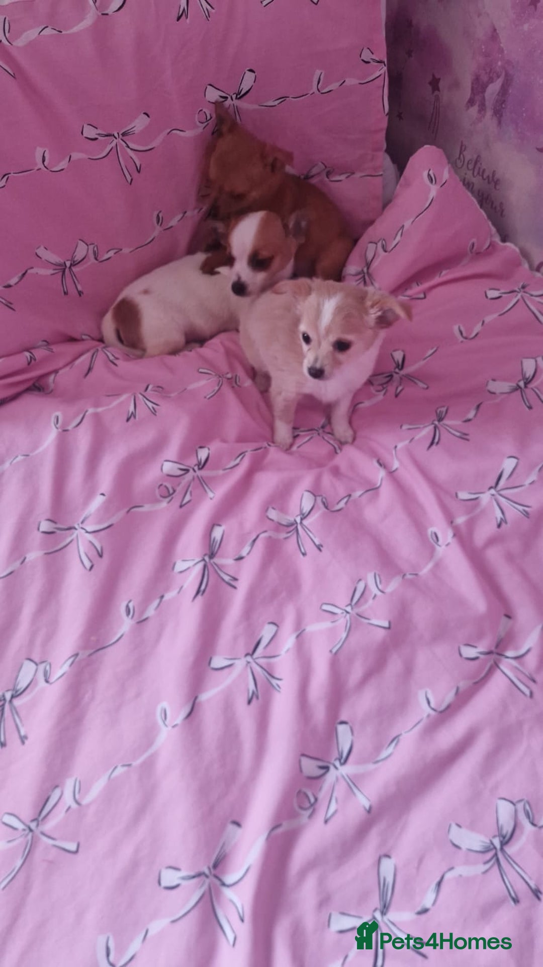 Chihuahua dogs for sale: Chihuahua puppies - Advert 4