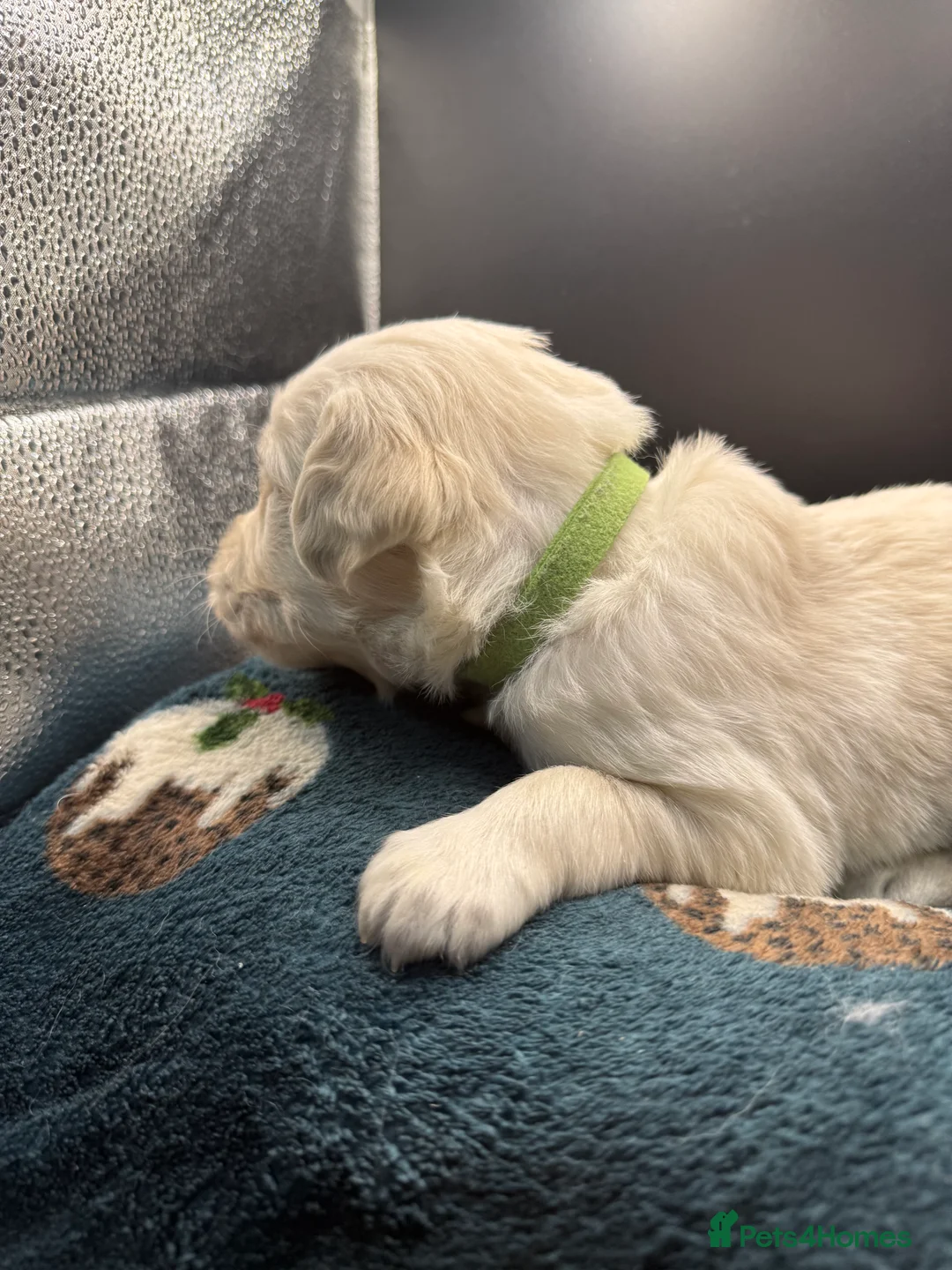 Golden Retriever dogs for sale: Stunning Golden Retrievers. 1 Boys / 1 Girls - Advert 14