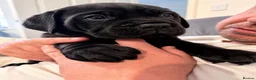 Cane Corso dogs for sale: Rare Solid Black Corso Female | Elite EU Bloodline in Canterbury - Advert 1
