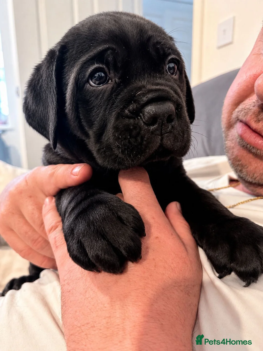 Cane Corso dogs for sale: Rare Solid Black Corso Female | Elite EU Bloodline in Canterbury - Advert 1