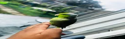 Parakeets birds for sale: SEMITAME Male parrotlet with setup  - Advert 3