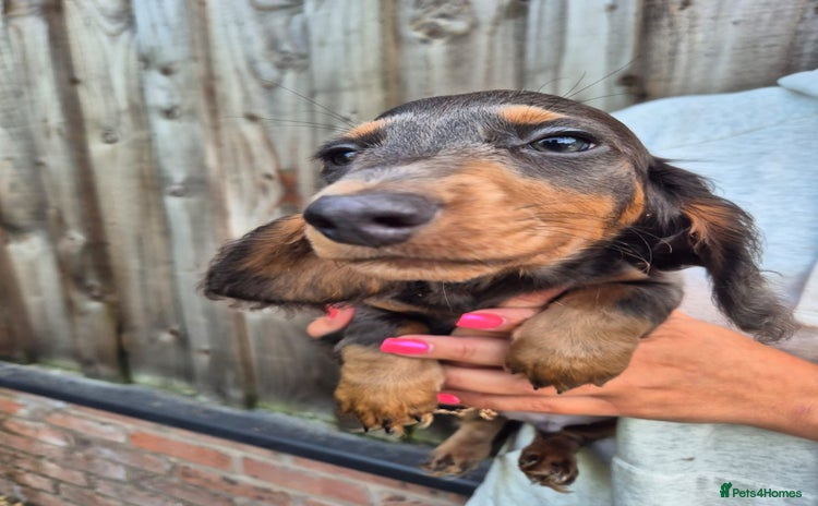 Miniature Dachshund dogs for sale - Advert 3