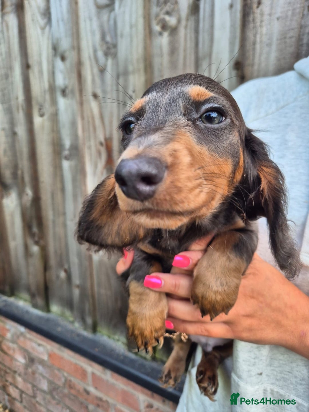 Miniature Dachshund dogs for sale: Miniature dachshund puppies  - Image 1