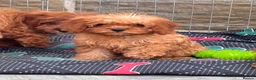 Cavapoo dogs for sale: 🐾 READY fully health tested F1 Cavapoo Girls 🐾 - Advert 9