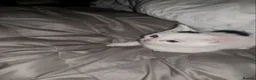 Siamese cats for sale: 5 beautiful kittens  - Advert 5