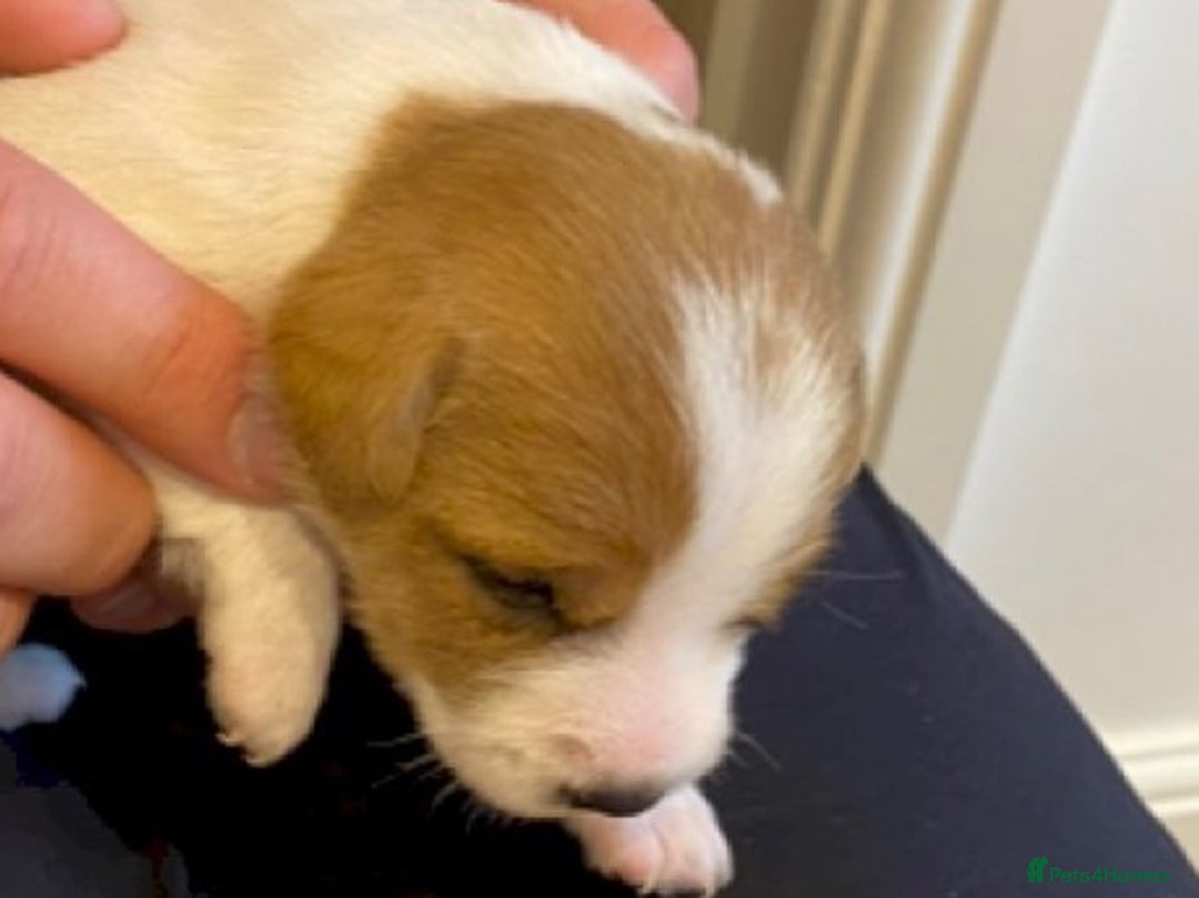 Parson Russell dogs for sale: Litter of Parson Russell Terrier Puppies for Sale - Advert 4