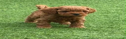 Cavapoo dogs for sale: Backcrossed/ F1b cavapoo - Advert 21