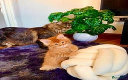 Maine Coon cats for sale: Mane Coon XXXL - Advert 3