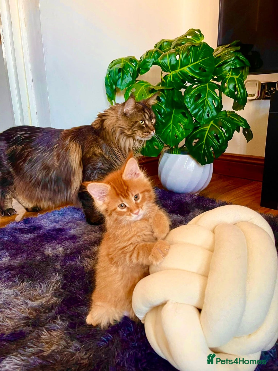 Maine Coon cats for sale: Mane Coon XXXL - Advert 3