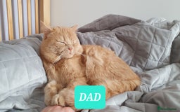 British Shorthair cats for sale: British Shorthair kittens - Image 17