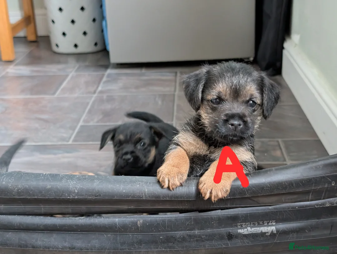 Border Terrier dogs for sale: Beautiful Border Terrier Puppies - Advert 19