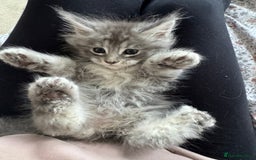 Maine Coon cats for sale: 4 big pure gorgeous Mainecoon boys  - Image 30