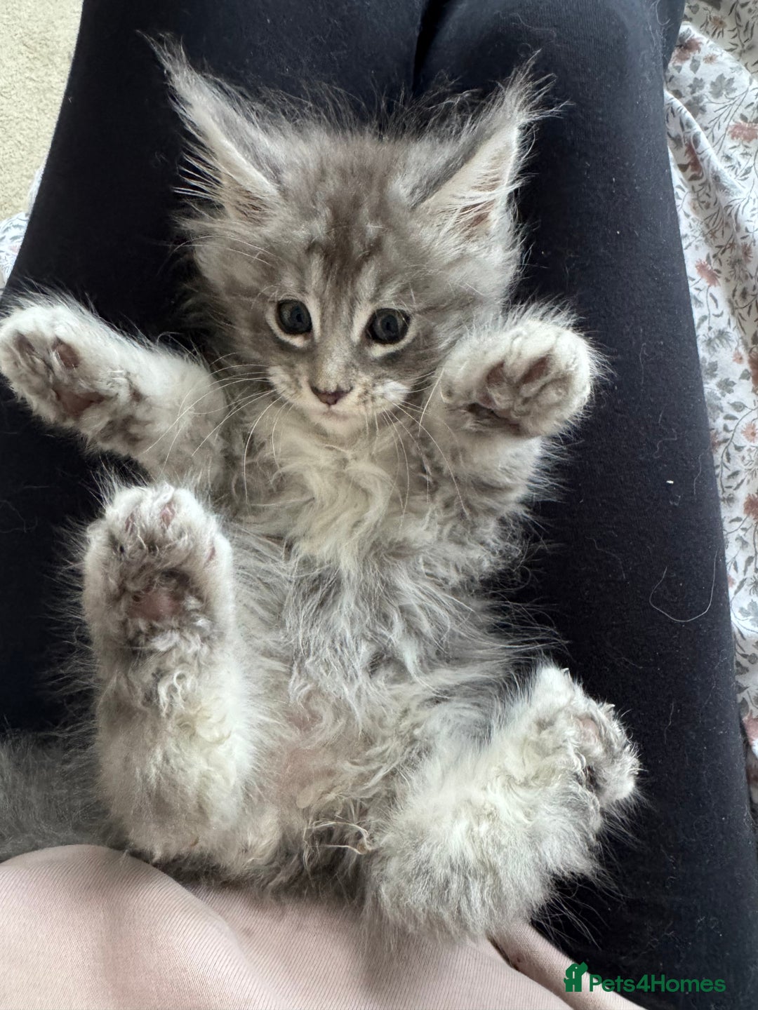 Maine Coon cats for sale: 4 big pure gorgeous Mainecoon boys  - Image 30