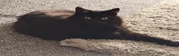 Mixed Breed cats for sale: Free to good home- Domestic Mixed Breed Longhaired in Pentraeth - Advert 9