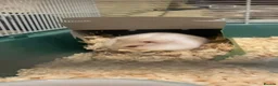 Hamster rodents for sale: Russian dwarf hamster - free to good home  in Elgin - Advert 1